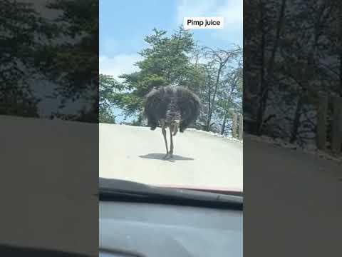 See how ostrich walk so amazing 😄 #wildlife #ostrich #walk #trending #viralshorts