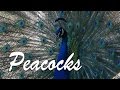 All About Peacocks