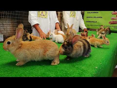 GAZAPOS ARLEQUIN Y FLANDES.