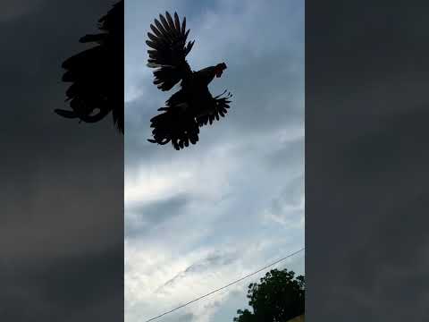 Flying bantam chicken 🐓 #fancychicken #birdlovers #petvlog #chicken #bantam #flying