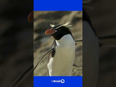 Documentário ‘Criaturas do Grande Azul’ apresenta as Ilhas Snares, um santuário para pinguins