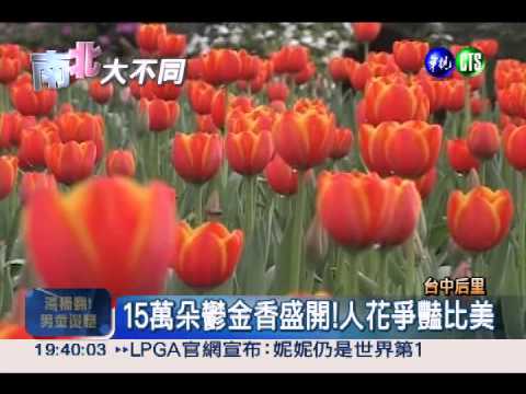 漫步歐洲?!鬱金香花海在台中