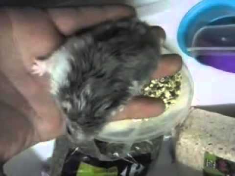 comment prendre soin d'un hamster