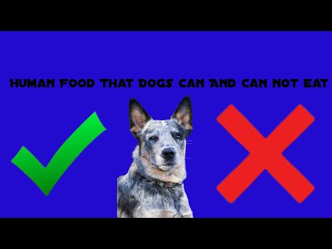 Canine Cuisine: A Guide to Safe Human Foods for Dogs