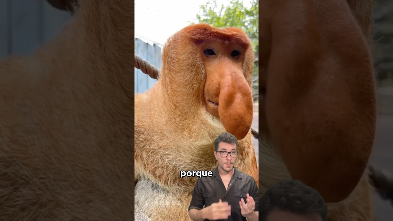 Pra que serve esse nariz? 🤔