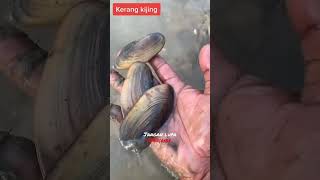 Download lagu memasak kerang kijing di rendam ber abad #mursid #shorts #fyp mp3