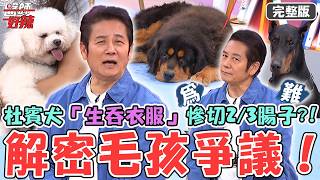 獸醫解密毛孩爭議！杜賓犬「生吞衣服」慘切2/3腸子？黃金獵犬「洗澡未吹乾」烈日走半小時熱衰竭險死！【#醫師好辣】20260830 完整版 EP1799 徐乃麟 嚴立婷