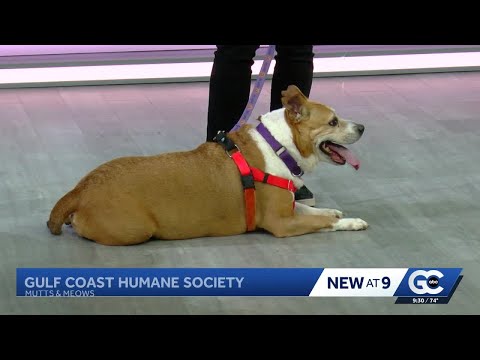 'Mutts and Meows' with Gulf Coast Humane Society: Meet Jax - YouTube