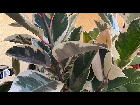 Plant Shopping - Ficus Robusta Tineke #ficuselastica #ficusplant