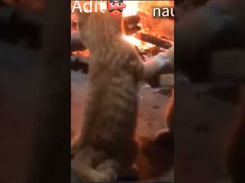 semoga naureen ga liat 😂😂😂🤣🤣