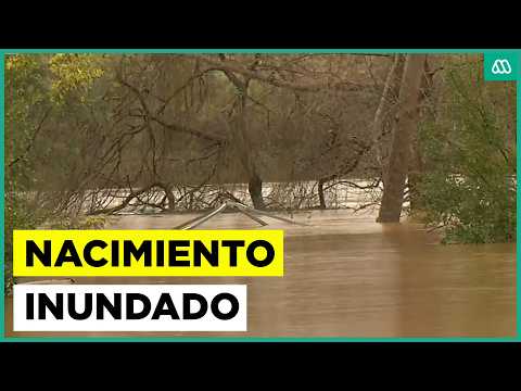 Nacimiento inundado tras temporal: Solicitan evacuar por desborde de río