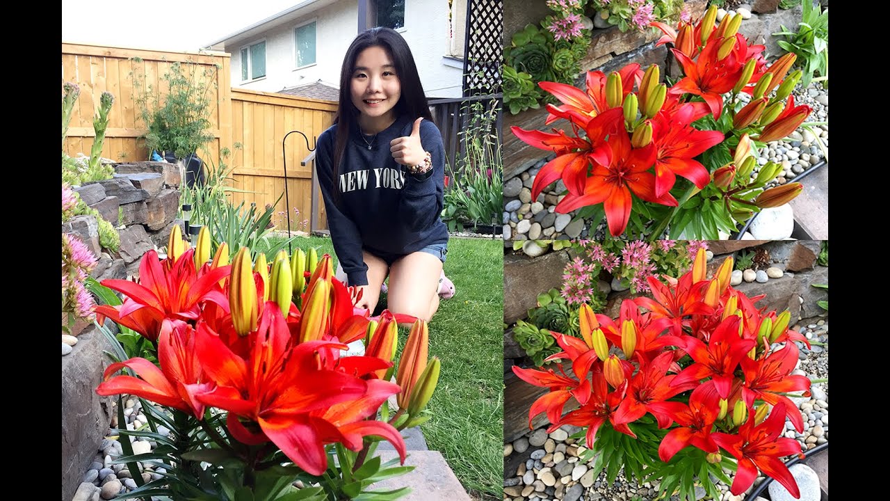 Fun Garden Moments: Lily Orange Matrix
