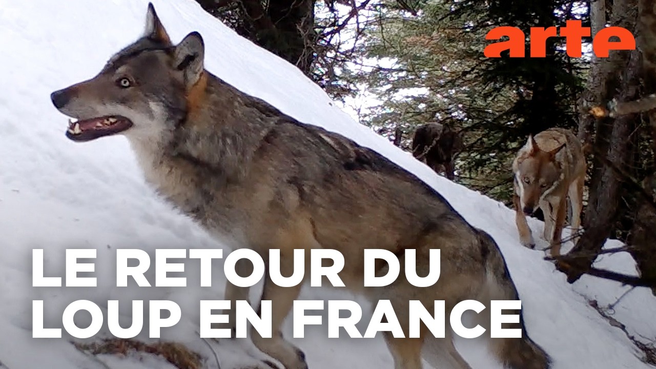 Vivre avec les loups | Documentaire | ARTE