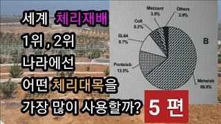 체리재배 정보자료 , 체리대목 특성과 문제점 5편