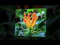 I Am Yours - Terry Clark
