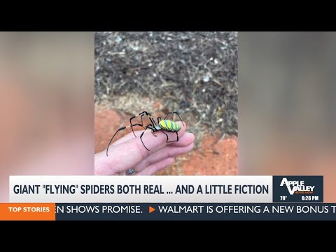 Giant Flying Spider!?!