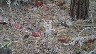 Dave Carter & Tracy Grammer - Go Tell the Fox.wmv