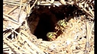 How to treat a Yellow Jacket Nest in the Ground | BUGSPRAY.COM
