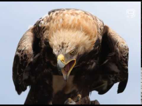 TV KANAL 9, NOVI SAD: VRAĆAJU SE ORLOVI KRSTAŠI