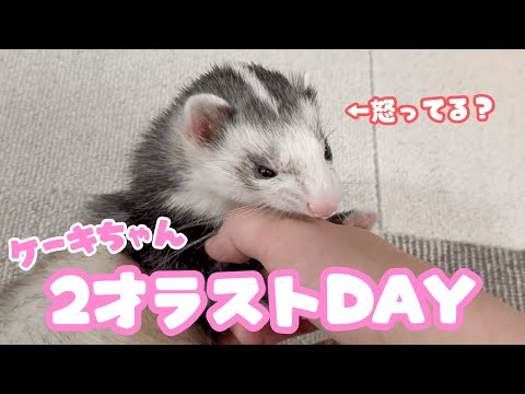 【誕生日前日】フェレットは3歳で落ち着くって本当？笑【ferret＃1834】