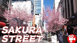 Tokyo Nihonbashi Okame Sakura and Plum trees 2019 - 4K 60FPS HDR
