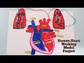 Human Heart Working Model Science Project 3d Model Of Human Heart Biology Project