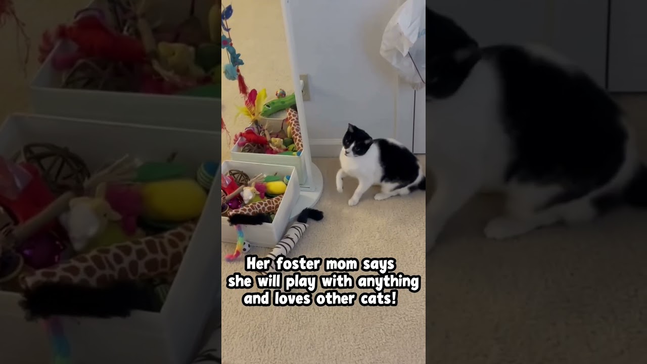 Enlarge Salsa, a Adoptable Domestic Short Hair in Greenburgh, NY video 6/6