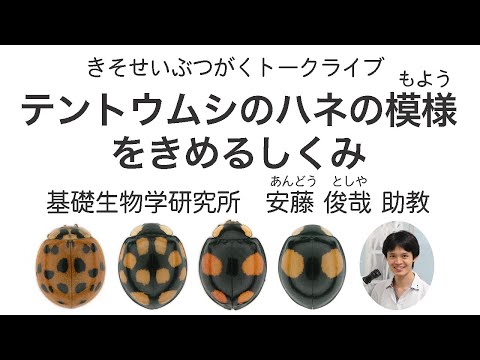 ロウのプティロセルクス