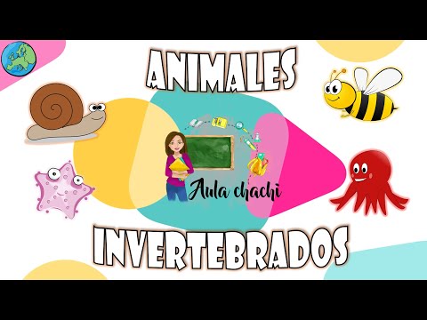 Animales Invertebrados | Aula chachi - Vídeos educativos para niños