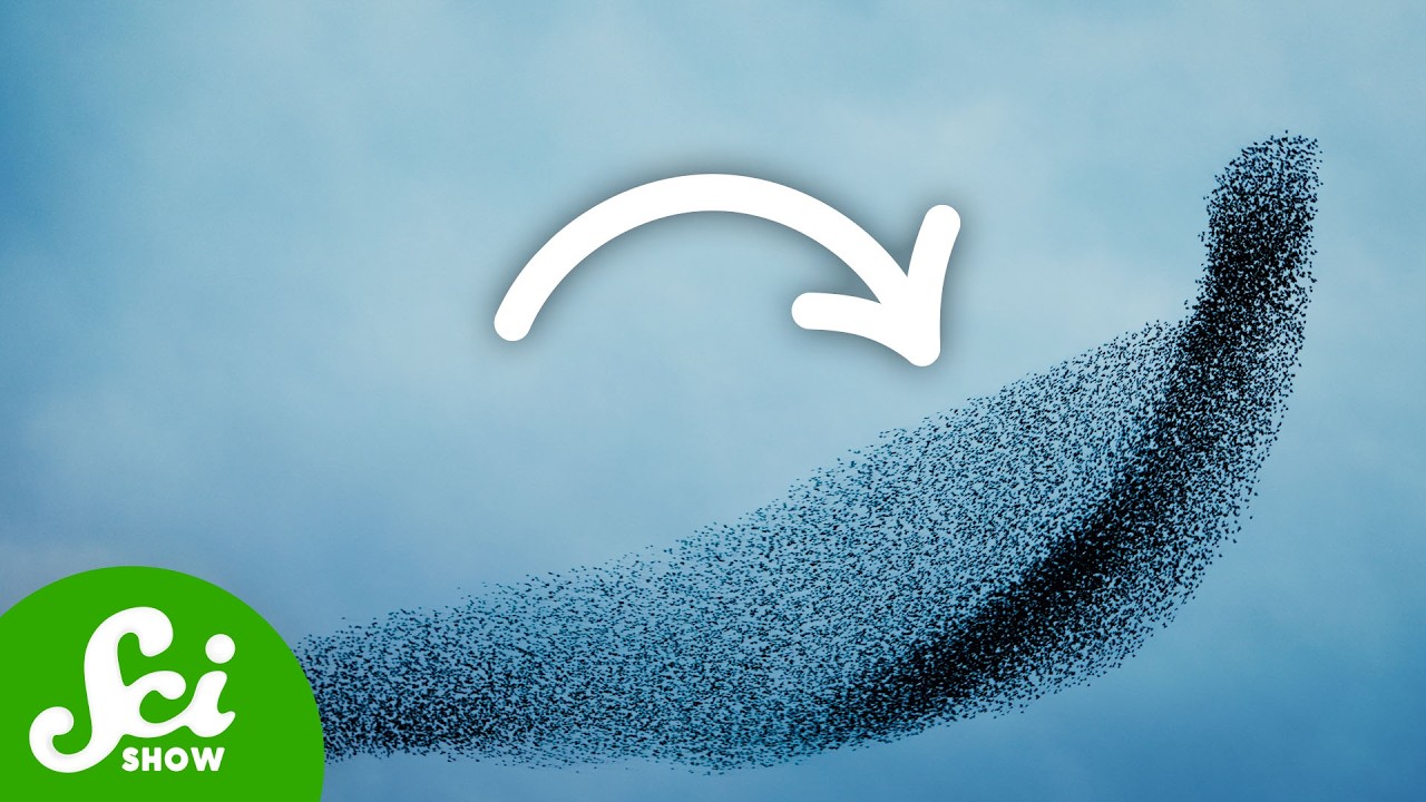 The Physics of Animal Swarms