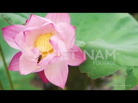 LOTUS FLOWER | VIET NAM FOOTAGE | 4K VIETNAM FOOTAGE