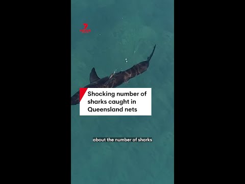 Shocking number of sharks caught in Queensland nets