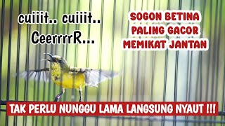 Download lagu SOGON BETINA PIKAT MEMANGGIL JANTAN AMPUH UNTUK PANCINGAN SOGON AGAR BUNYI DAN NAIK BIRAHI mp3 Download lagu SOGON BETINA PIKAT MEMANGGIL JANTAN AMPUH UNTUK PANCINGAN SOGON AGAR BUNYI DAN NAIK BIRAHI mp3