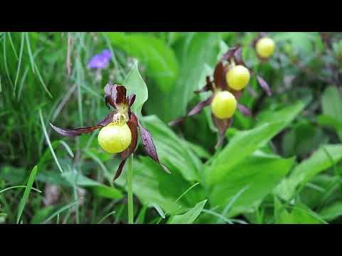 Padurea Homita   Silvostepa dintre rauri