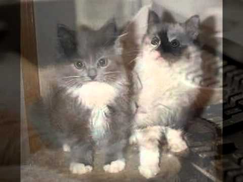 Popper Péter-Egy macska(és a gazdája)a forró bádogtetőn