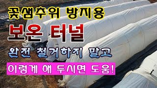 [텃밭농부 1,810]  꽃샘추위를 막기 위해 설치한 보온용 터널을 효율적으로 처리 하는 방법.#감자재배 #…