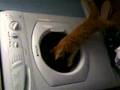 Cat Vs Washing Machine