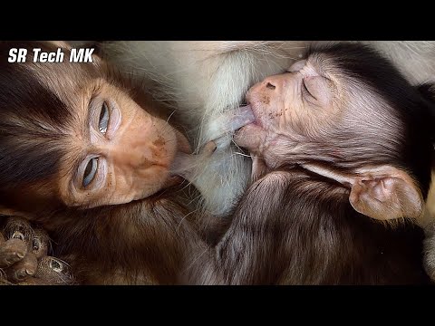 Oh godness...! Baby Vixen drink milk sleeps with tears, Baby Venus satisfied asleep with yummy milk