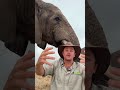 The difference between a male and a female elephant is that the bull is impressive in size! 🙌🏻🌍