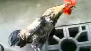 Download lagu Ayam Jagoku mp3 Download lagu Ayam Jagoku mp3
