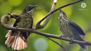 Download lagu SUARA PIKAT BURUNG CIUNG AIR mp3