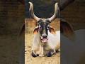Cow Video Animals Comedy Funny Cow Cartoon