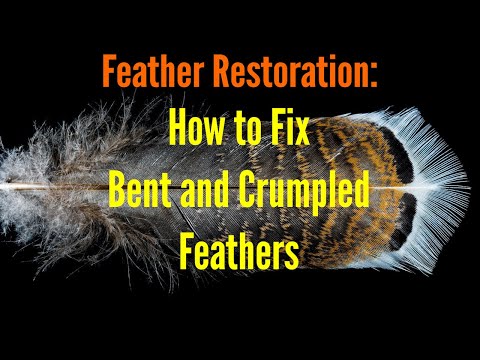 Feather Restoration: How to Fix Bent and Crumpled Feathers