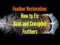 Feather Restoration: How to Fix Bent and Crumpled Feathers
