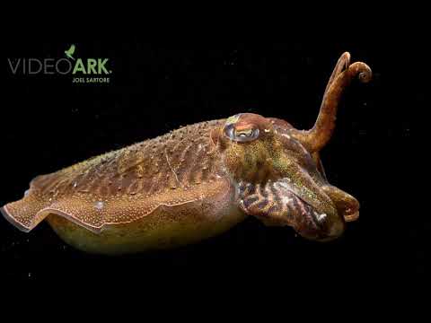 A European common cuttlefish (Sepia officinalis) at the Riverbanks Zoo in Columbia, South Carolina.