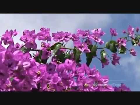 Seyfu Yohannes   Yekermo Se'w