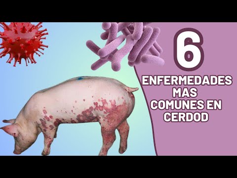 , title : '6 enfermedades mas comunes en nuestros cerdo, como prevenirlas y como curarlas.'
