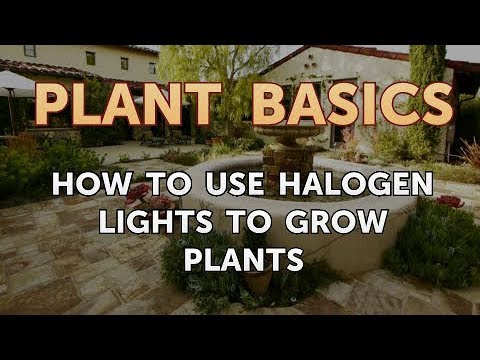 How to Dry an Overwatered Plant