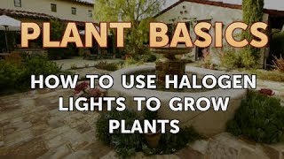 How to Use Halogen Lights to Grow Plants