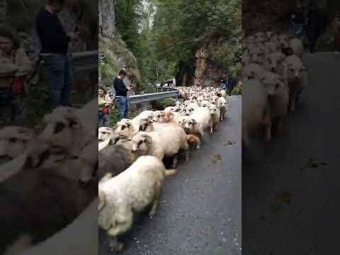 die Schafherde und Esel ziehen in Tal, ist doch kein Zirkus sagt der Schäfer.